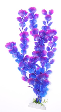 Вашингтония фиолетовая