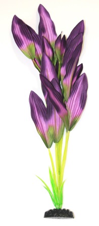 Шелковое растение Эхинодорус зелено-фиолетовый