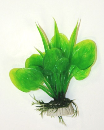 Анубиас зеленый, 10см