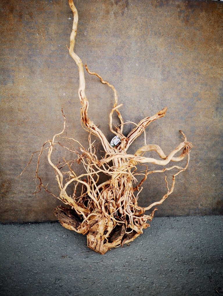 VladOx Коряга "Корень Азалии" Azalea wood