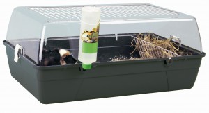 RODY CAVIA
