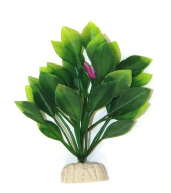 Анубиас нана, 10см Анубиас нана, 10см