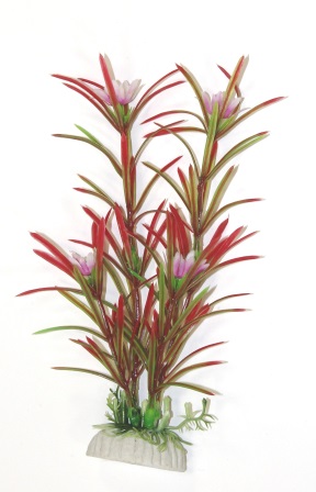 Эйхорния красно-зеленая Эйхорния красно-зеленая