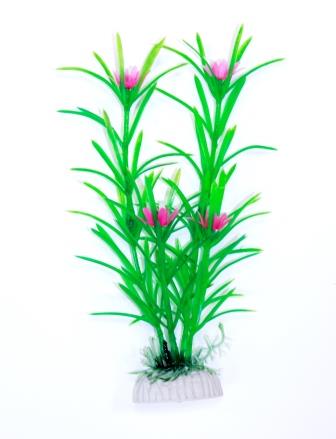 Эйхорния зеленая Эйхорния зеленая