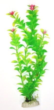 Людвигия салатовая Людвигия салатовая