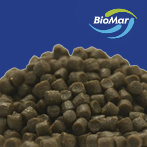 Лососевые Лососевые