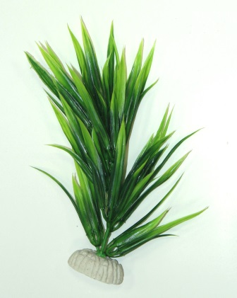 Лимонник темно-зеленый Лимонник темно-зеленый