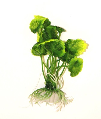 Гидрокотила зеленая, 10см Гидрокотила зеленая, 10см