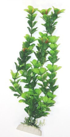 Лобелия зеленая Лобелия зеленая