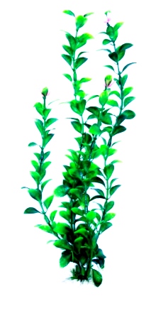 Людвигия зеленая Людвигия зеленая