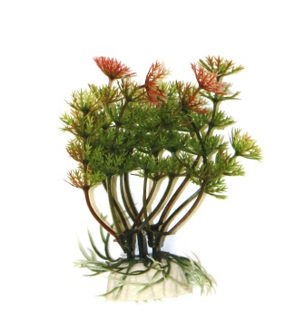 Амбулия красно-зеленая, 10см Амбулия красно-зеленая, 10см