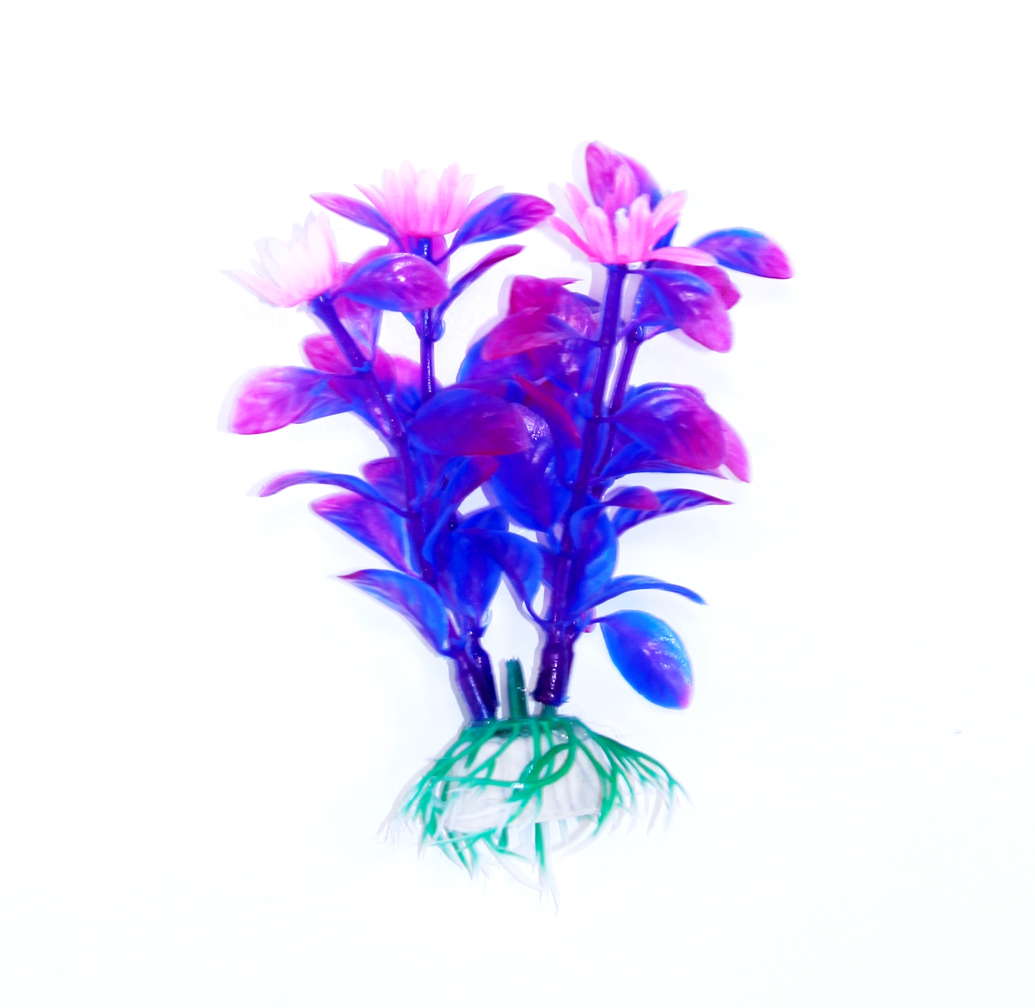 Людвигия фиолетовая, 10см Людвигия фиолетовая, 10см