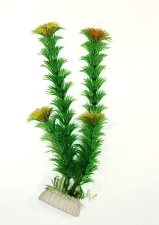 Гигрофила зеленая Гигрофила зеленая