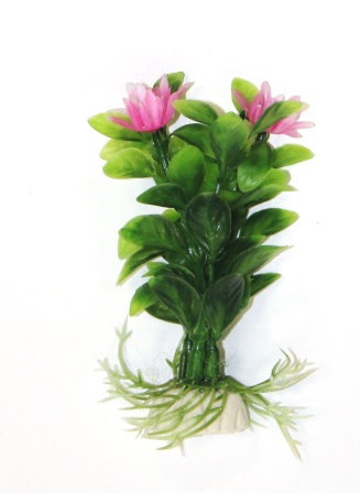 Людвигия зеленая, 10см Людвигия зеленая, 10см